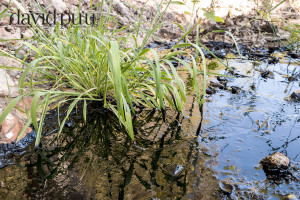 Oil stream bed, Sulphur Mountain, Ventura Ca.