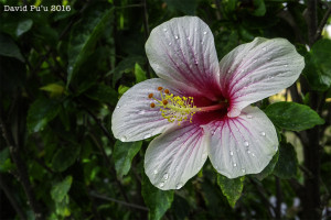 Balinese Garden